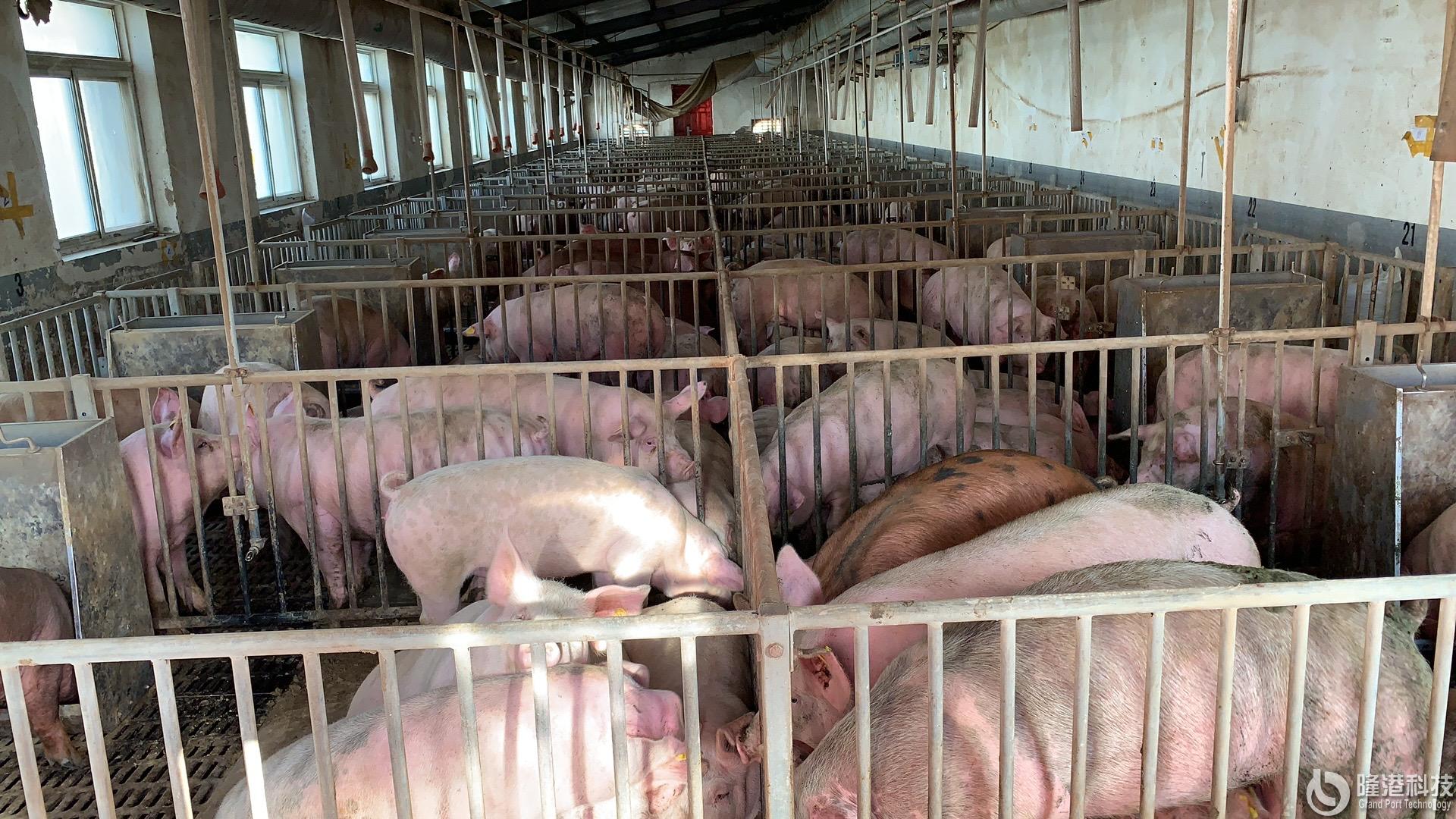 液态饲喂养猪设备落户北京